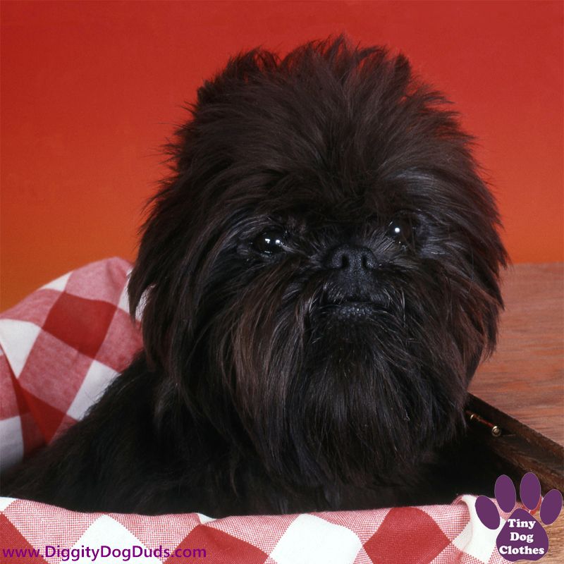 Affenpinscher Breed History - DiggityDogDuds.com